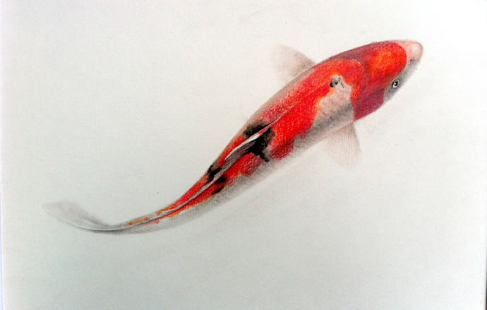 彩色铅笔画图片大全:观赏鱼