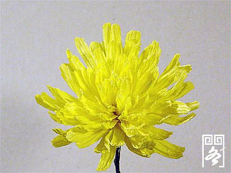 纸做的漂亮黄色菊花，象真的