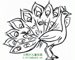 动物简笔画图片大全:美丽的孔雀简笔画