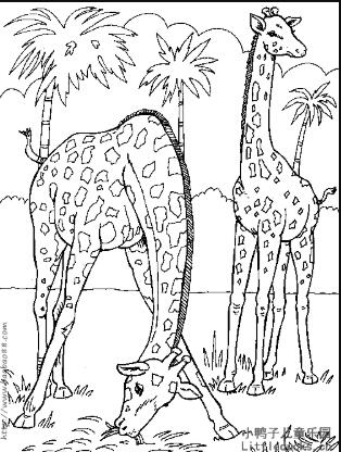 动物简笔画大全:长颈鹿简